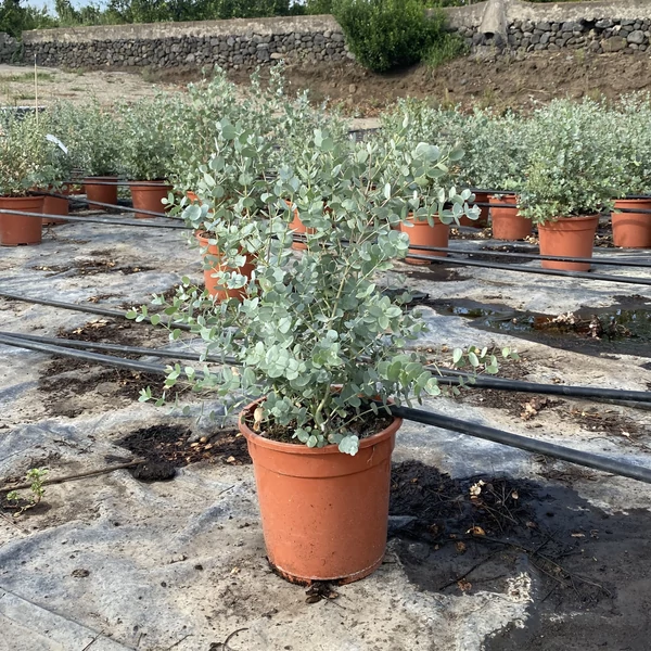 Havasi eukaliptusz  EUCALYPTUS GUNNII BOKOR 60CM K5