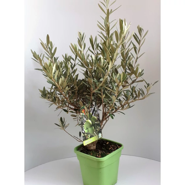 Olajfa   OLEA EUROPAEA BOKOR 40CM SZÖGLETES CSERÉP K5