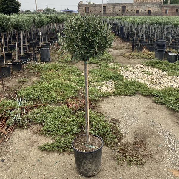 Olajfa   OLEA EUROPAEA T90 K10