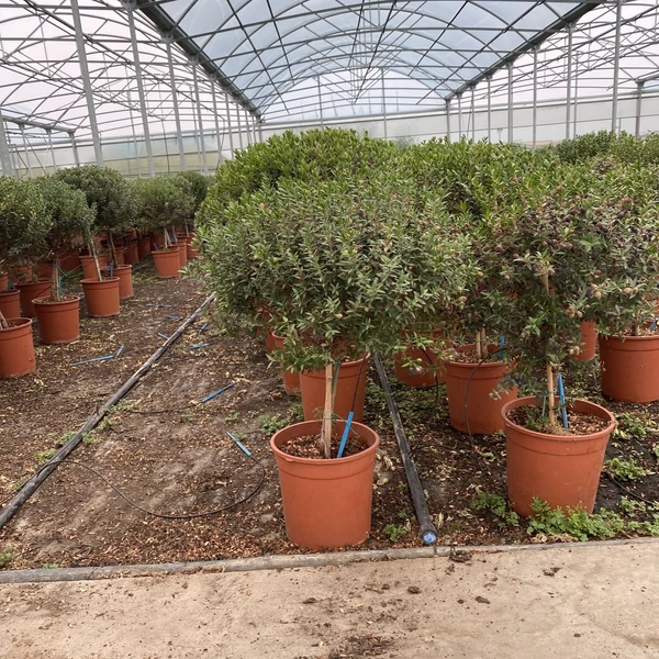Aprólevelű valódi mirtusz MYRTUS COMMUNIS MICROPHYLLA T1/4 K3