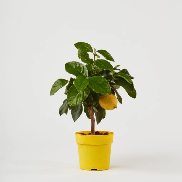 Citrom   CITRUS LIMONE T1/4 40 CM (CITROMSÁRGA CSERÉP)