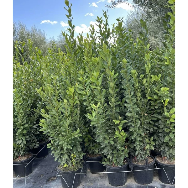 Fűszerbabér LAURUS NOBILIS K30