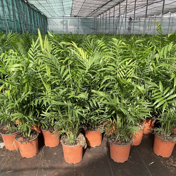 Gyompálma  CHAMAEDOREA  ELEGANS 80/90 K5