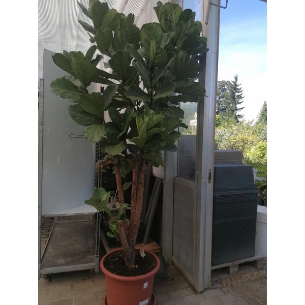 Lantlevelű fikusz FICUS LYRATA CS34