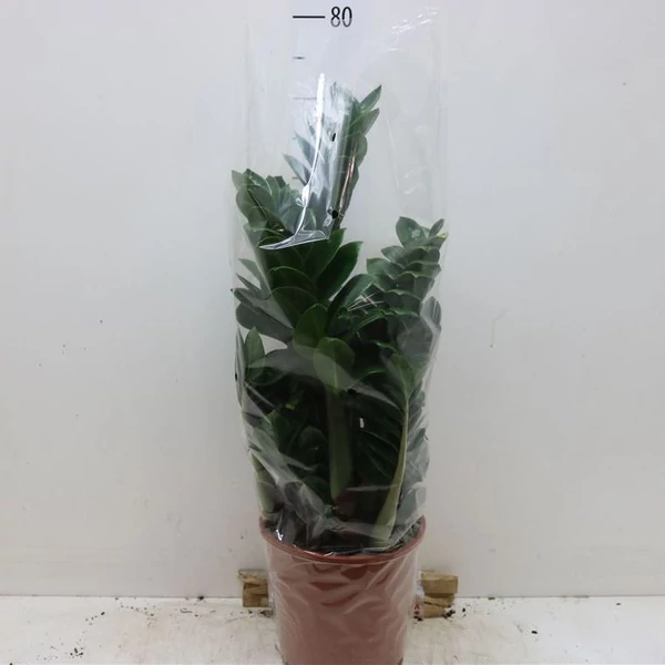 Agglegénypálma ZAMIOCULCAS ZAMIIFOLIA 10+ CS21