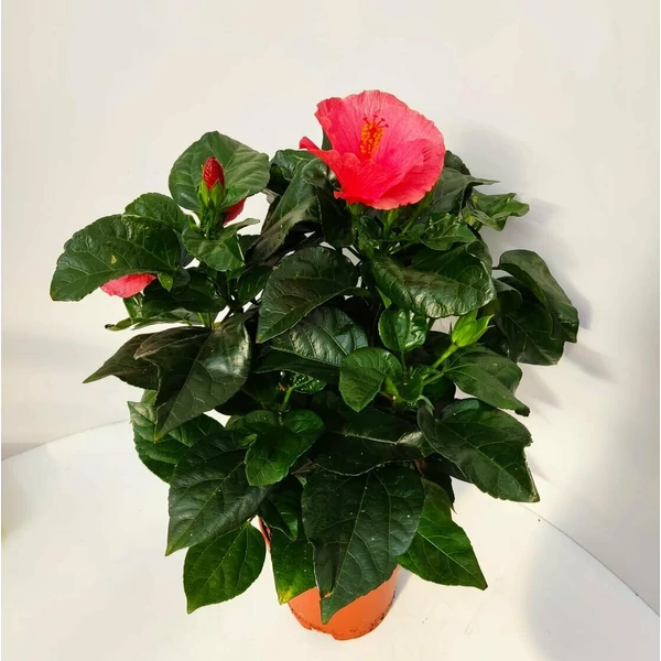 Kínai hibiszkusz  HIBISCUS SUNNY CS13