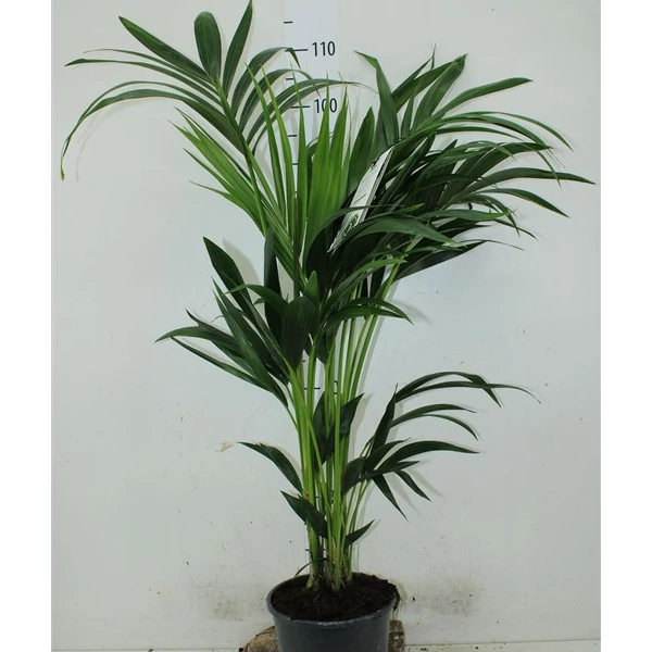 Kenciapálma HOWEA FORSTERIANA 140CM CS21