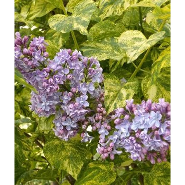 Tarkalevelű orgona   SYRINGA VULGARIS AUCUBAFOLIA 60/80 K10