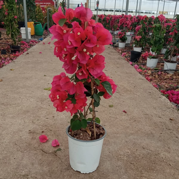 Murvafürt BOUGAINVILLEA CALIFORNIANA PIRAMIS K5
