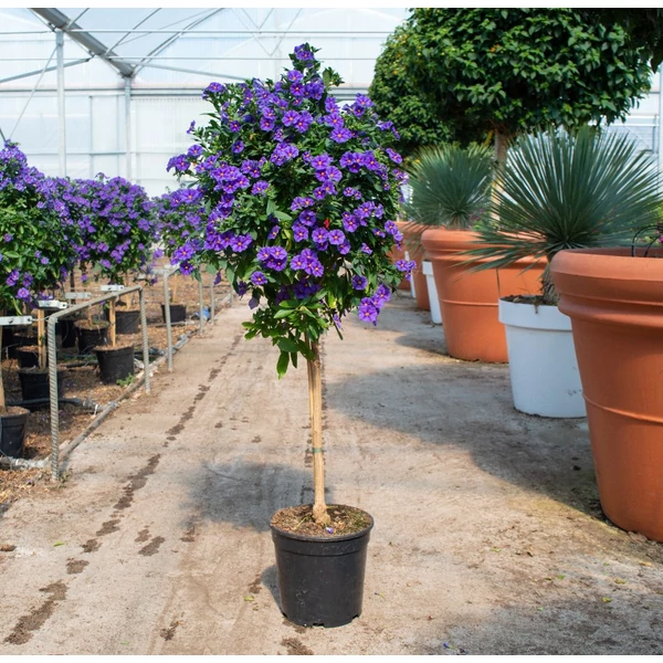 Enciánfa   SOLANUM RANTONNETII BLUE T1/4 K13