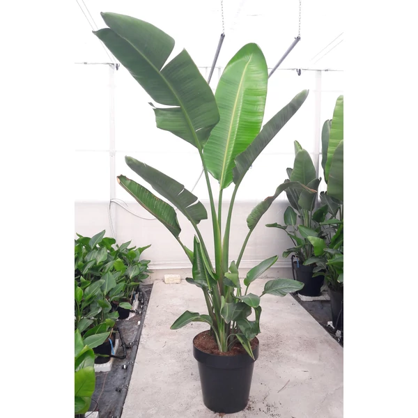 Papagájvirág STRELITZIA NICOLA K60