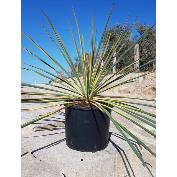 Tarka pálmaliliom   YUCCA FILAMENTOSA BRIGHT EDGE K20