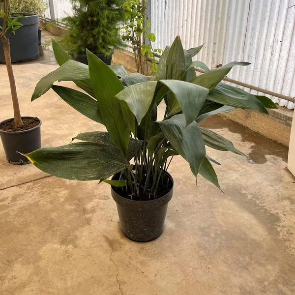 Kukoricalevél ASPIDISTRA ELATIOR K13
