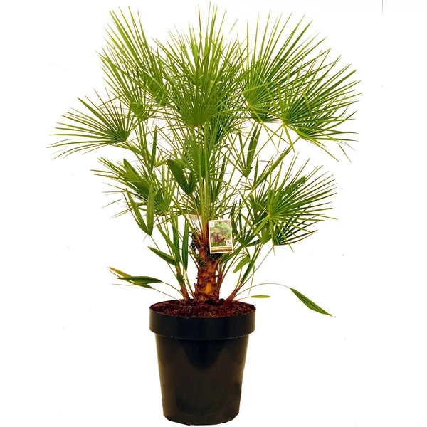 Törpe lószőrpálma CHAMAEROPS HUMILIS K45