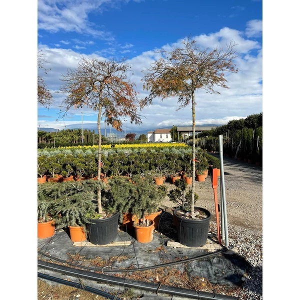 Szeldelt levelű japán juhar ACER PALMATUM DISSECTUM INABA SHIDARE T180 10/12 K70