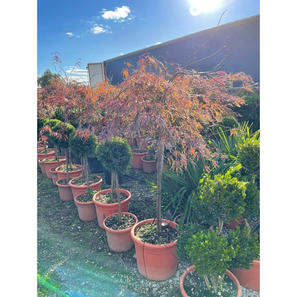 Szeldelt levelű japán juhar ACER PALMATUM DISSECTUM INABA SHIDARE T90/100 K25