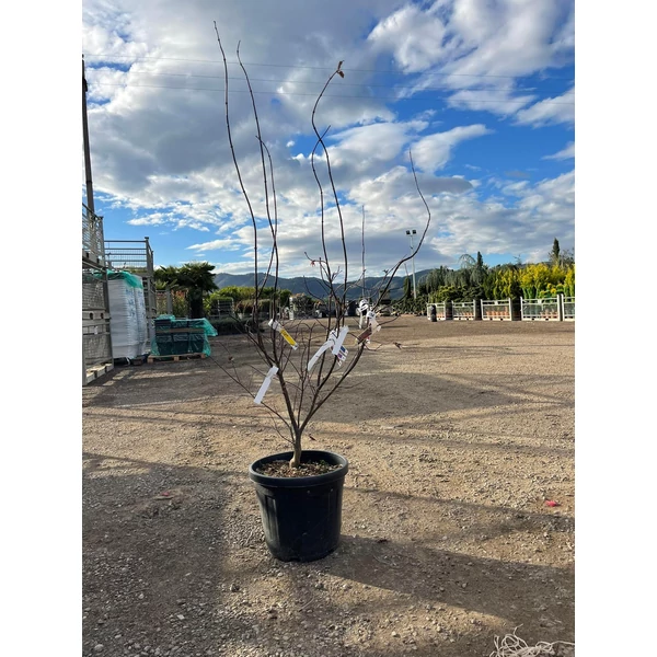 Japán juhar   ACER PALMATUM BLOODGOOD  120/+ K30