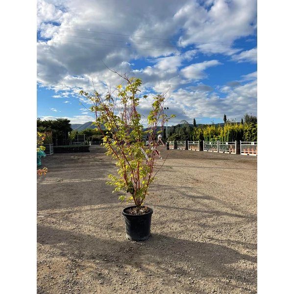 Japán juhar   ACER PALMATUM CORALLINUM 120/150 K30