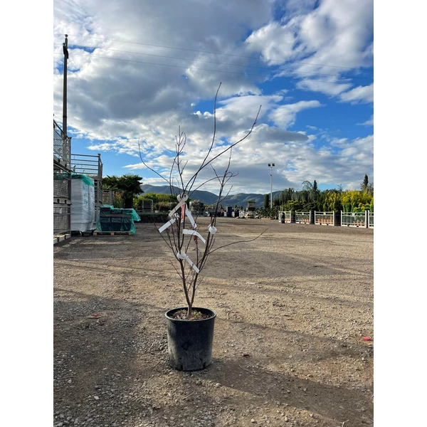 Japán juhar   ACER PALMATUM FIREGLOW 80/100 K12