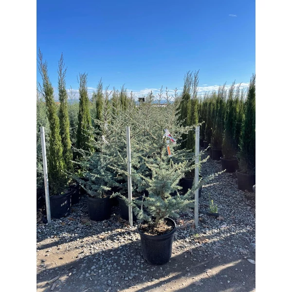 Atlasz cédrus   CEDRUS ATLANTICA GLAUCA 120/+ K25