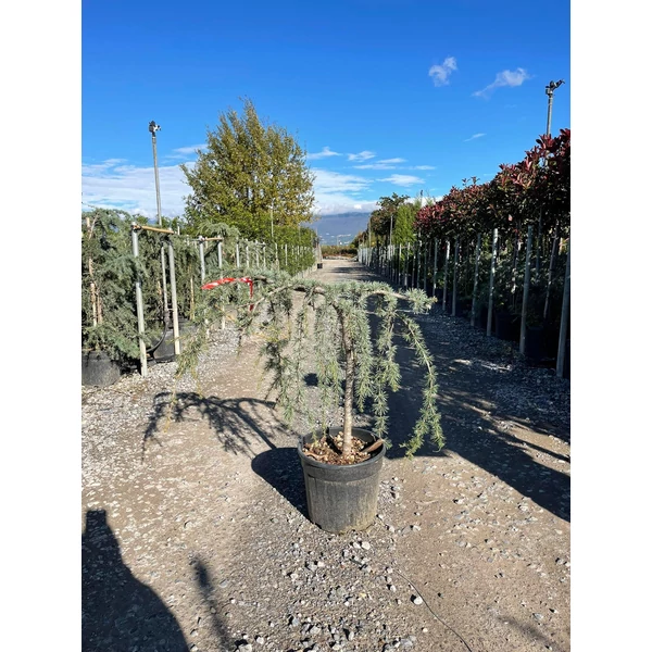 Kék csüngő atlasz cédrus CEDRUS ATLANTICA GLAUCA PENDULA T60 K18