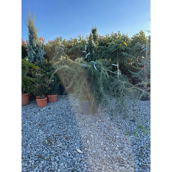 Terülő cédrus   CEDRUS DEODARA PROSTRATA 70/+ BONSAI TÁLBAN