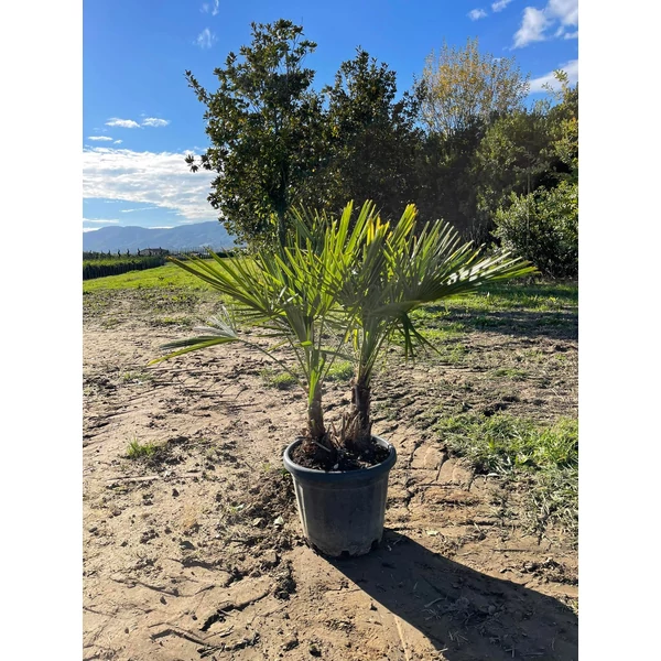 Kínai kenderpálma  CHAMAEROPS EXCELSA T30/40 K35