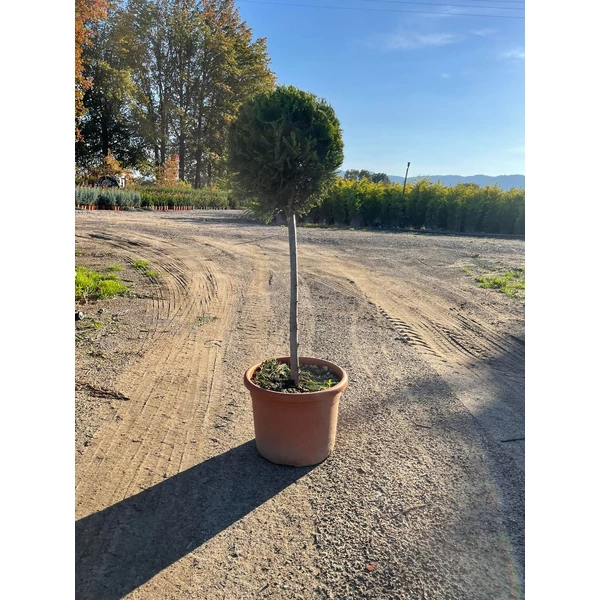 Arany lombú leyland ciprus CUPRESSOCYPARIS LEYLANDII CASTLEWELLAN GOLD T50 K15
