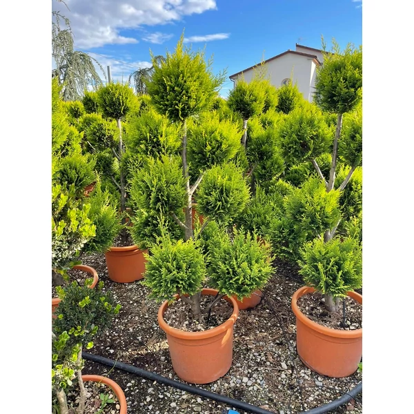Arany lombú leyland ciprus CUPRESSOCYPARIS LEYLANDII CASTLEWELLAN GOLD POM-PON 100/+ K25