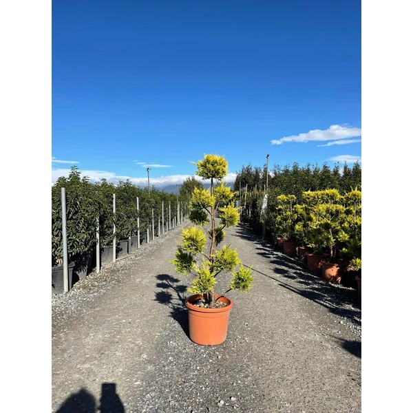 Arany lombú leyland ciprus CUPRESSOCYPARIS LEYLANDII GOLD RIDER POM-PON 100/+ K15