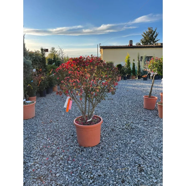 Szárnyas kecskerágó   EUONYMUS ALATUS TÖBBTÖRZSES 70/+ K18