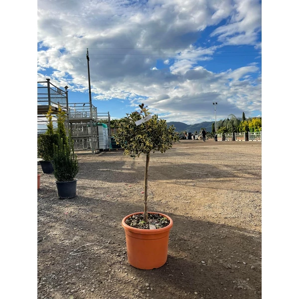 Közönséges magyal   ILEX AQUIFOLIUM ARGENTEOMARGINATA  T50 K15