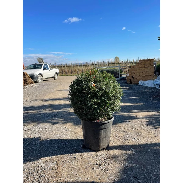Magyal    ILEX CRENATA GLORIE GEM GÖMB 40/50 K18