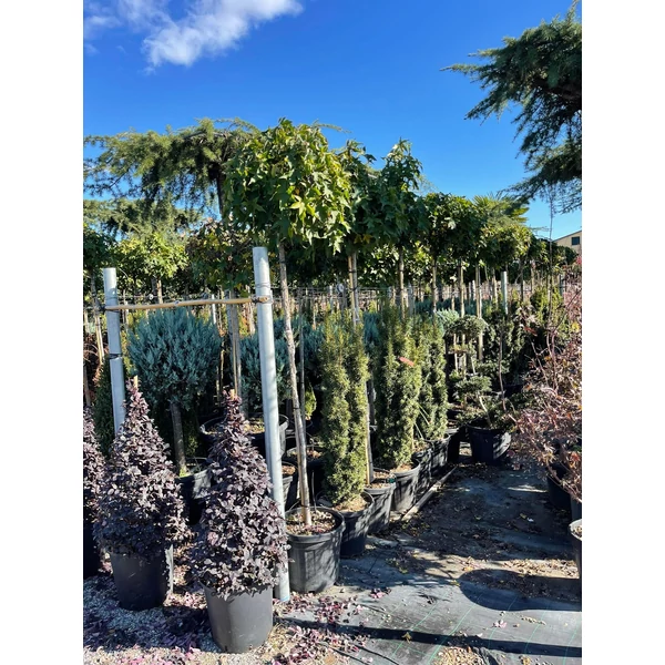 Amerikai ámbrafa   LIQUIDAMBAR STYRACIFLUA GUMBALL T180 K35