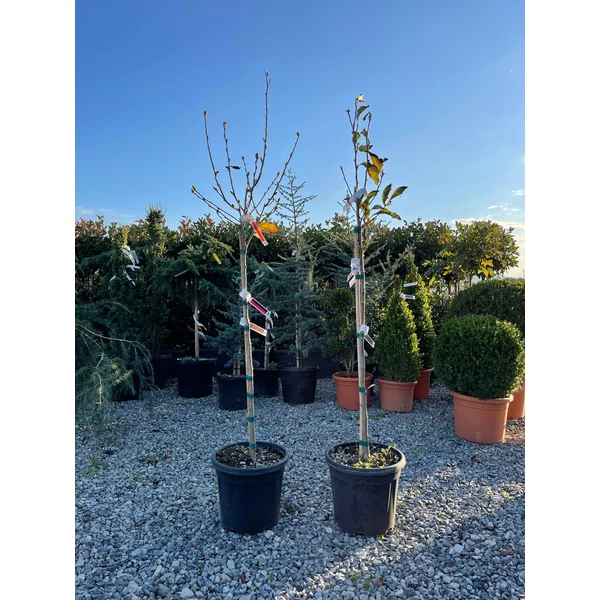 Csillagvirágú liliomfa   MAGNOLIA STELLATA T80 K15