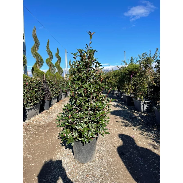 Örökzöld korallberkenye   PHOTINIA FRASERI COMPACTA KÚP 90/100 K18