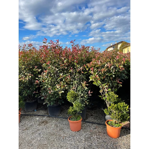 Örökzöld korallberkenye   PHOTINIA FRASERI RED ROBIN 170/+ K45