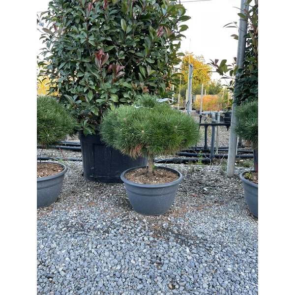 Hosszútűjű gömb feketefenyő  PINUS NIGRA BREPO T30 BONSAI TÁLBAN