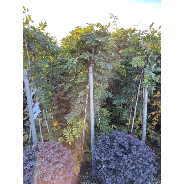 Lilaakác    WISTERIA SINENSIS 170/+ K3 