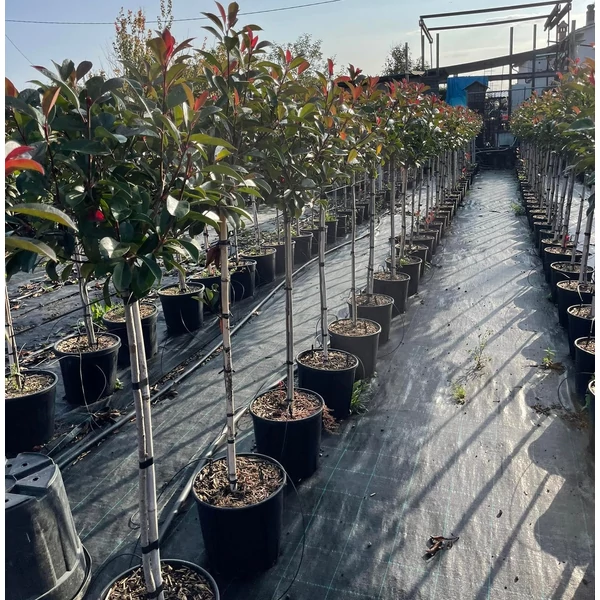 Örökzöld korallberkenye   PHOTINIA FRASERI RED ROBIN T1/2 K15