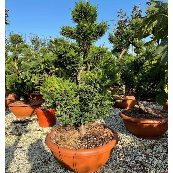 Leyland ciprus   CUPRESSOCYPARIS LEYLANDII POM-PON BONSAI TÁLBAN K90