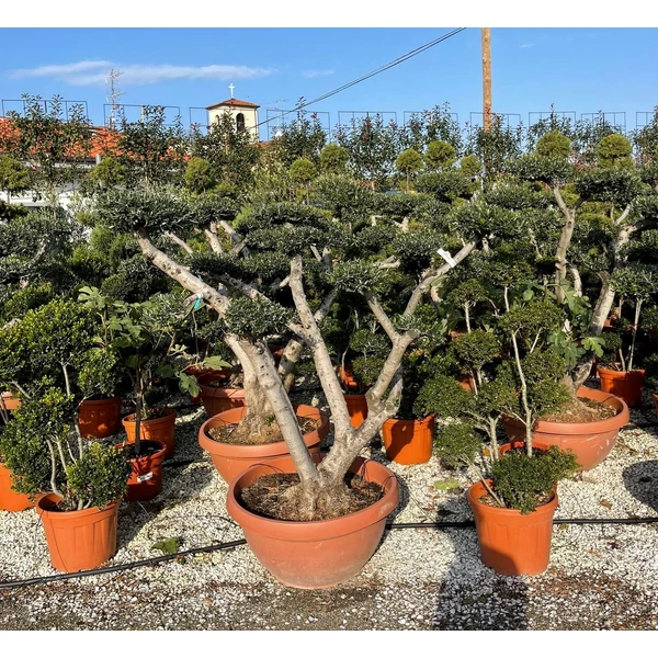Olajfa    OLEA EUROPAEA POM-PON 200/+ BONSAI TÁLBAN K120