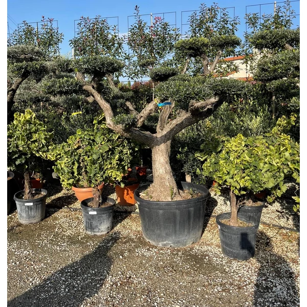 Olajfa    OLEA EUROPAEA T1/2 60/+ POM-PON K290