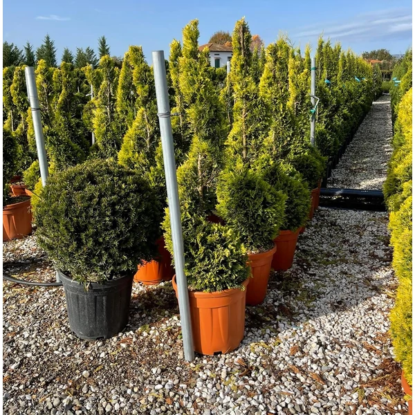 Arany lombú leyland ciprus CUPRESSOCYPARIS LEYLANDII GOLD RIDER SPIRÁL 120/+ K18