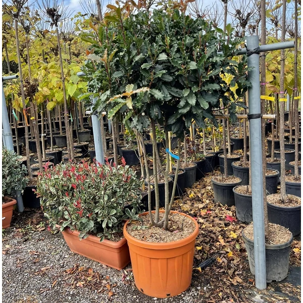 Redős levelű örökzöld korallberkenye PHOTINIA SERRATIFOLIA CRUNCY TÖBBTÖRZSES K90