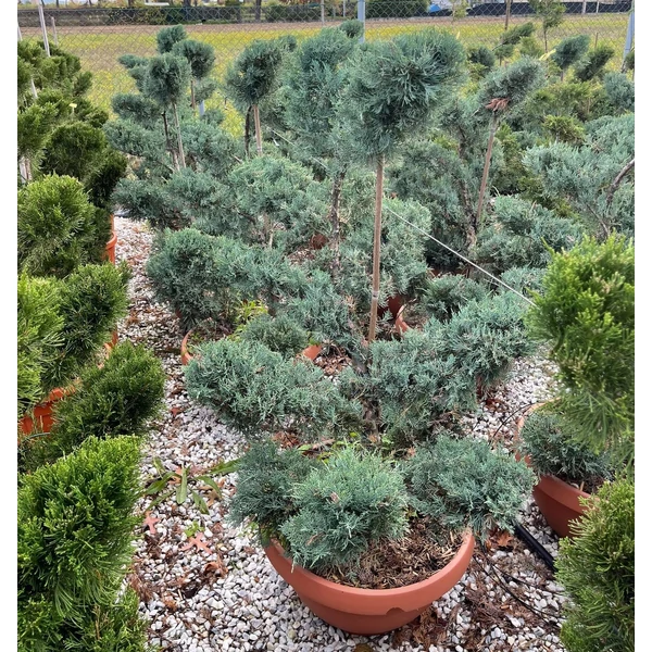 Virginiai boróka   JUNIPERUS VIRGINIANA GLAUCA BONSAI 100/125 BONSAI TÁLBAN K50