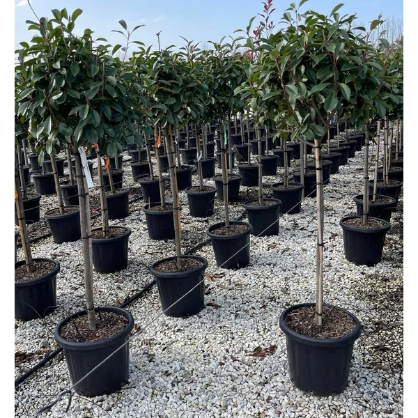 Örökzöld korallberkenye   PHOTINIA FRASERI RED ROBIN T1/2 40/+ K25