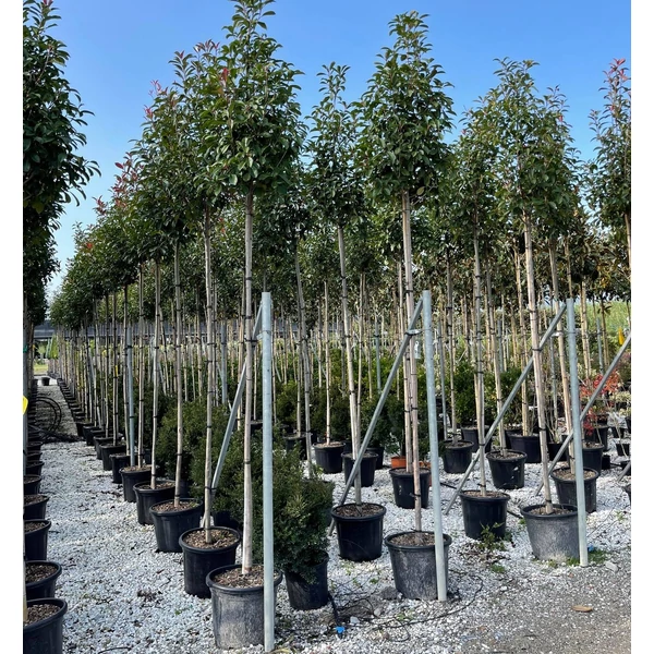 Örökzöld korallberkenye   PHOTINIA FRASERI RED ROBIN T200 KÚP 8/10 K35