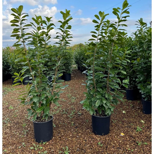 Babérmeggy   PRUNUS LAUROCERASUS NOVITA 120/+ K10