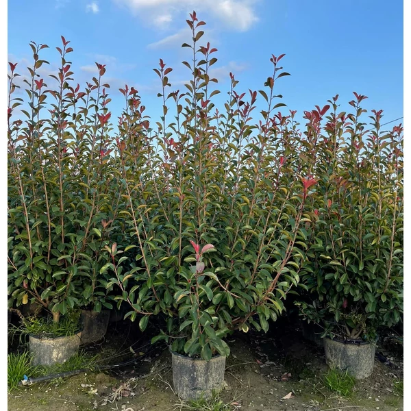 Örökzöld korallberkenye   PHOTINIA FRASERI RED ROBIN 175/+ K30